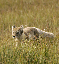 Arctic fox Prudhoe Bay Alaska