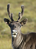 Arctic caribou at Prudhoe Bay