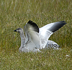 Arctic snow goose cignet Prudhoe Bay Alaska